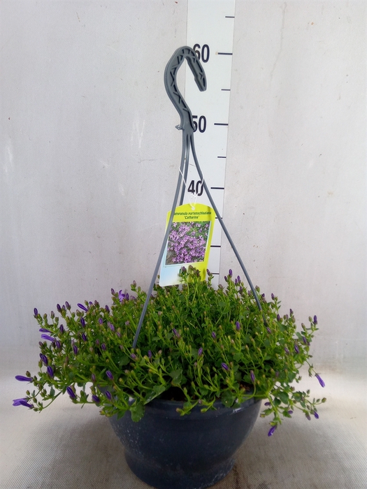 <h4>Campanula porten. 'Catharina'</h4>