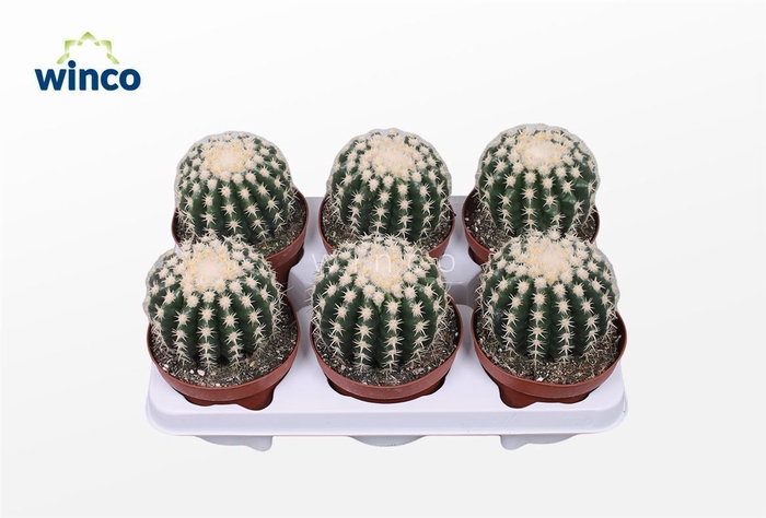 <h4>ECHINOC OV</h4>