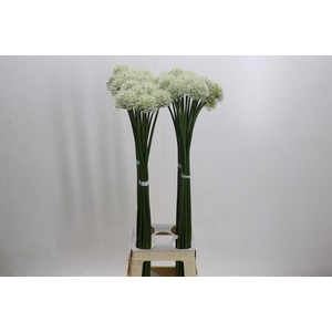 Allium Mount Everest