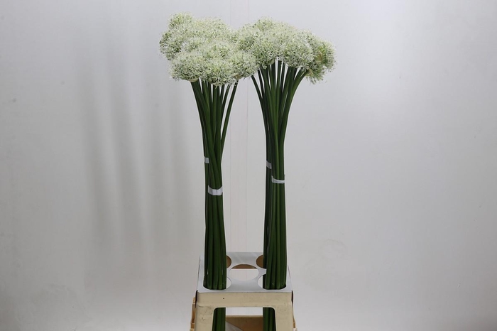 <h4>Allium Mount Everest</h4>