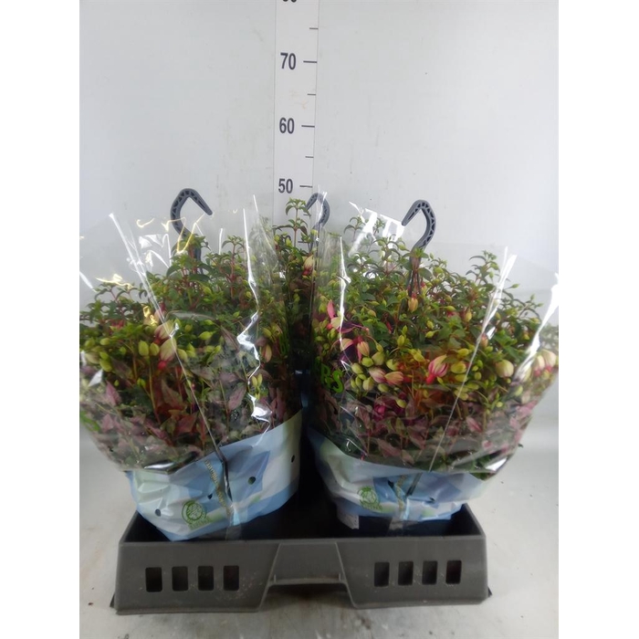 <h4>Fuchsia  'Bella Fuchsia Georgia'</h4>