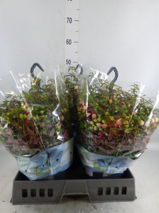 <h4>Fuchsia  'Bella Fuchsia Georgia'</h4>