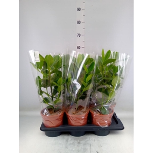 Clusia rosea 'Princess'