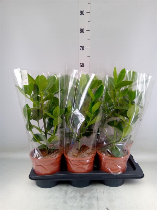 <h4>Clusia rosea 'Princess'</h4>