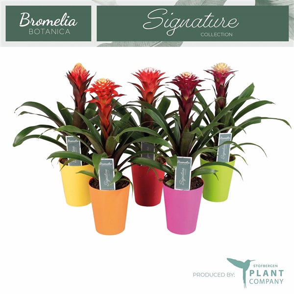 <h4>Guzmania gemengd 3 soorten</h4>