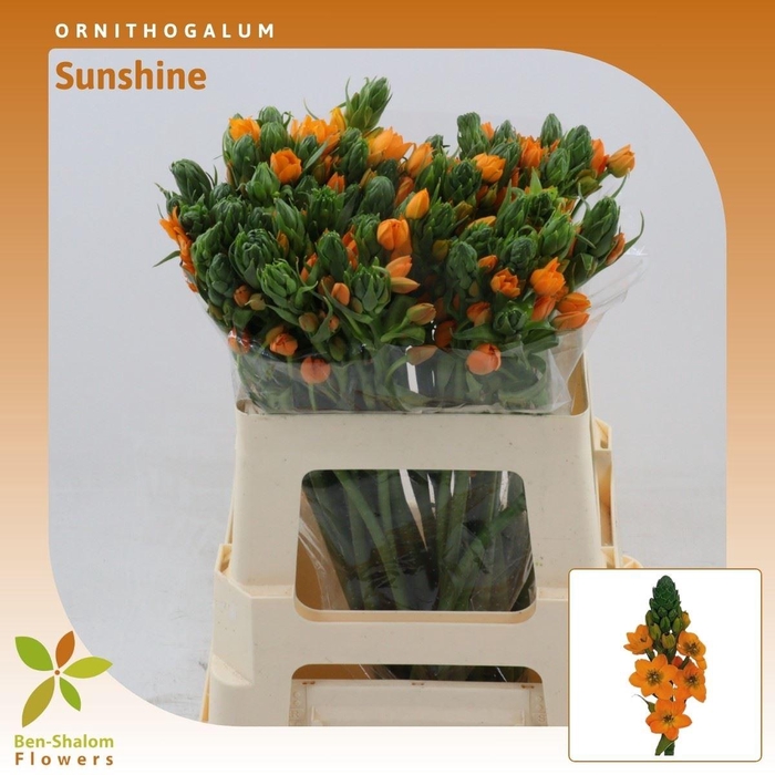 <h4>Ornithogalum Sunshine</h4>
