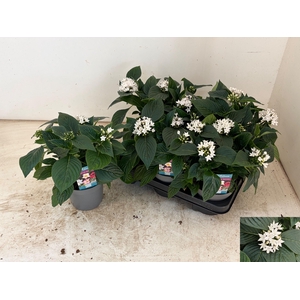 PENT STARCLUSTER WHI