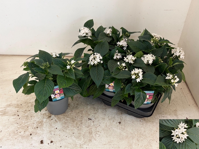 <h4>PENT STARCLUSTER WHI</h4>