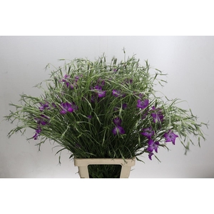 AGROSTEMMA 'QUEEN PURPLE'*