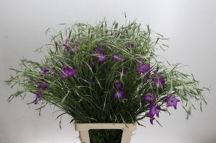 <h4>AGROSTEMMA 'QUEEN PURPLE'*</h4>
