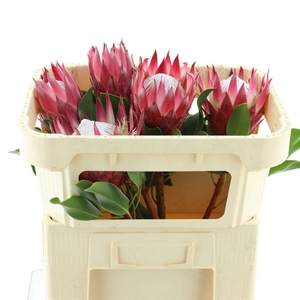 PROTEA CY MADIBA