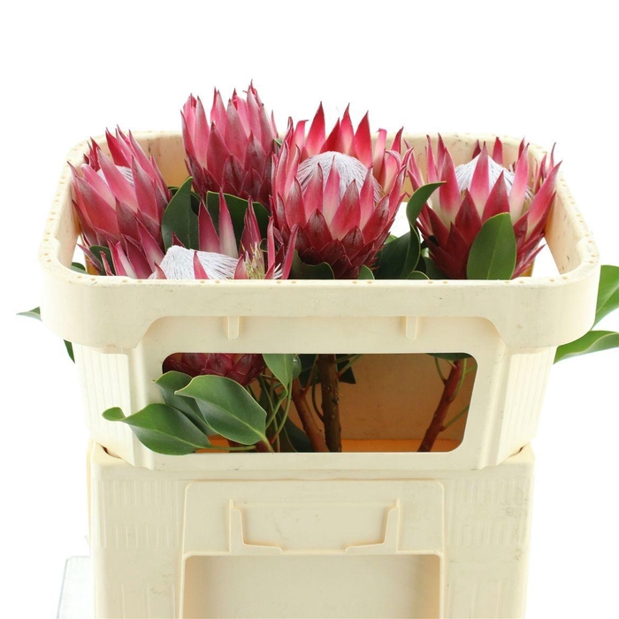 <h4>PROTEA CY MADIBA</h4>