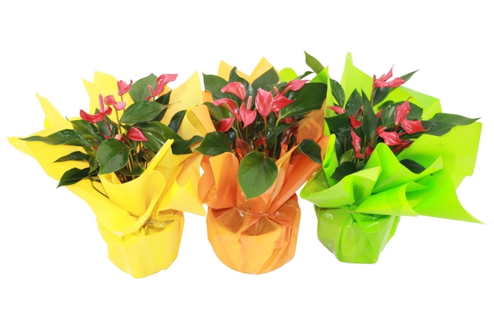 <h4>Anthurium XL.67 Trillions Red 14cm met zomerse neon rondello</h4>