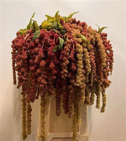 <h4>Amar Ca Coral Fountain</h4>