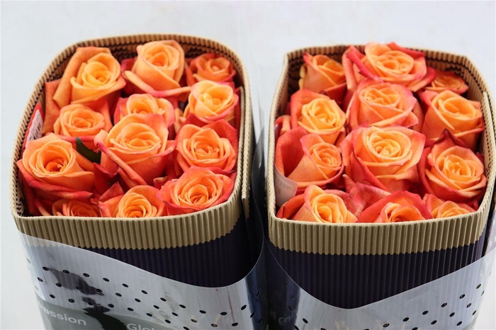 <h4>R Gr Sunset Glory</h4>