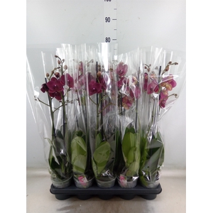 Phalaenopsis   ...red