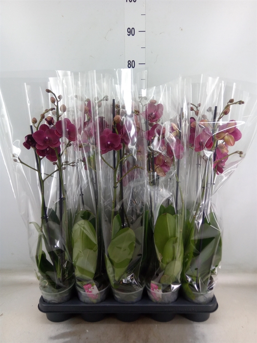<h4>Phalaenopsis   ...red</h4>