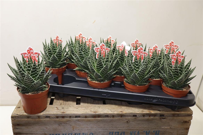 <h4>arr8 Aloe Tiki Tahi</h4>