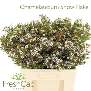 Chamelaucium Snow Flake