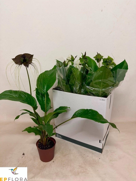 <h4>TACCA CHANTRIERI</h4>