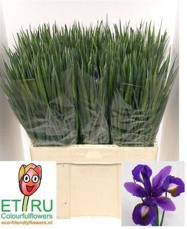 <h4>Iris Blue Magic</h4>