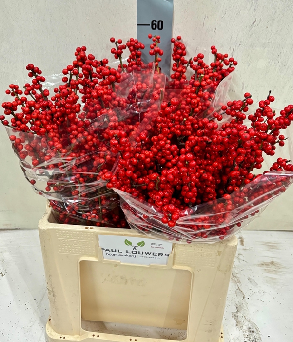 <h4>ILEX VE RODE BES</h4>