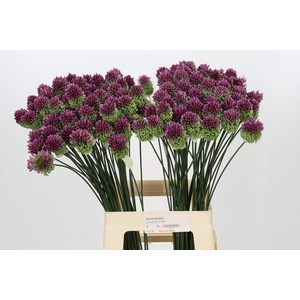 Allium Sphaerocephalon