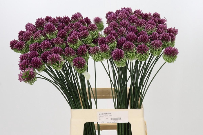<h4>Allium Sphaerocephalon</h4>