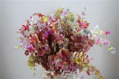 <h4>EUC CIN KLB P BOS H%</h4>