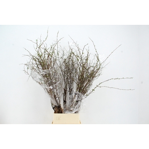 CHAENOMELES SUPERBA PINK 130CM