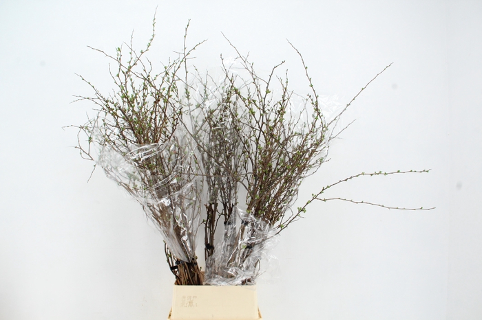 <h4>CHAENOMELES SUPERBA PINK 130CM</h4>