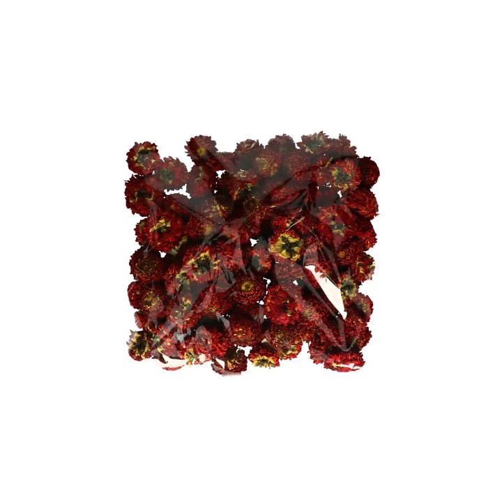 <h4>Droogbloem Dahlia koppen x50</h4>