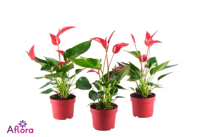 ANTHU BANDEROLA ROJA