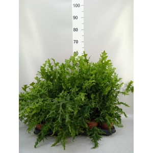 Phymatosorus scolopendria 'Hawaiia'