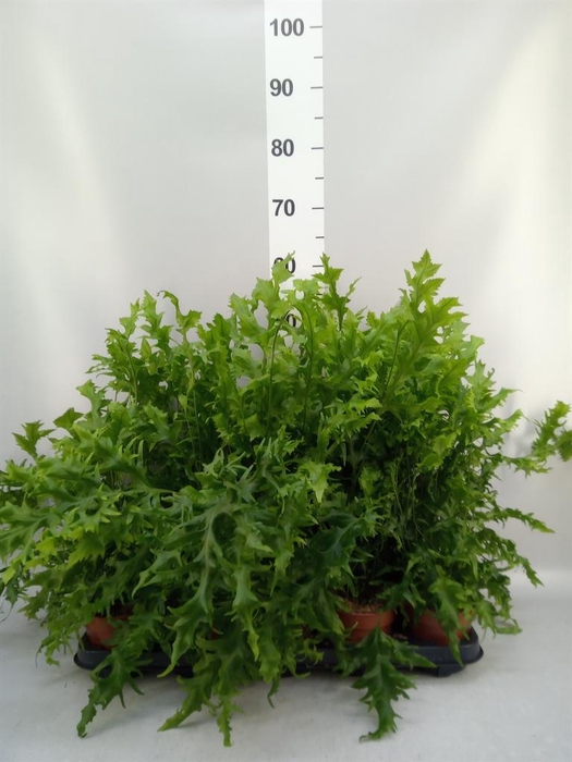 <h4>Phymatosorus scolopendria 'Hawaiia'</h4>