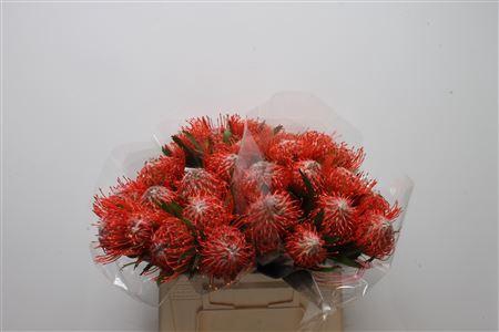 <h4>Leuco Tango</h4>