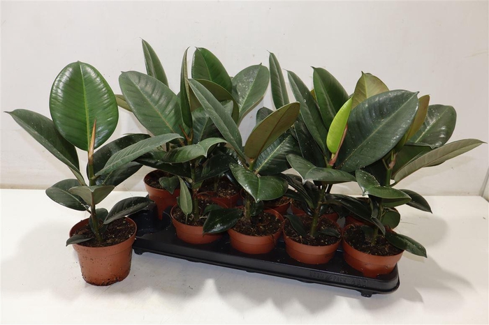 <h4>Fic El Robusta</h4>