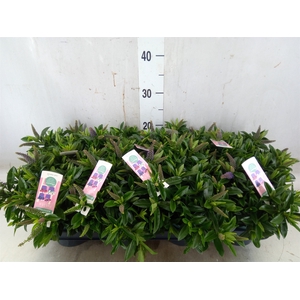 Hebe  'Hebepetita Blue'