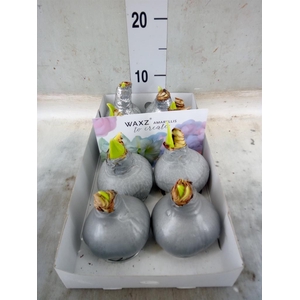 Hippeastrum   ...waxed