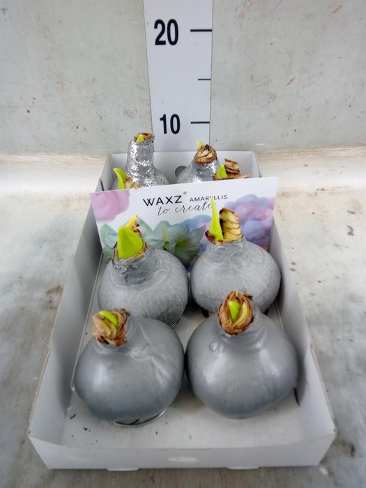 <h4>Hippeastrum   ...waxed</h4>