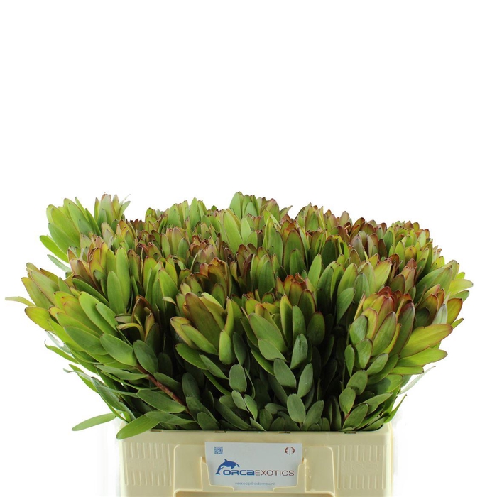 <h4>Leucadendron Goldstrike</h4>