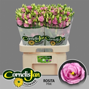 Eus G Rosi Rose Pink