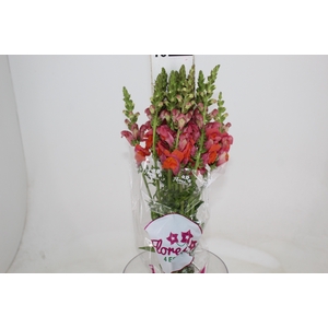 BOCA DE LEAO MONACO ORANGE 070 CM LARANJA