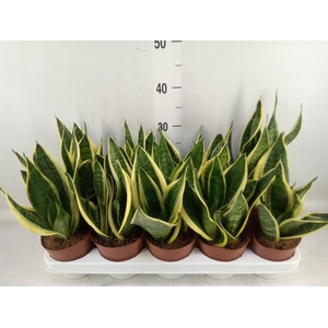 Sansevieria trifa. 'Futura Superba'