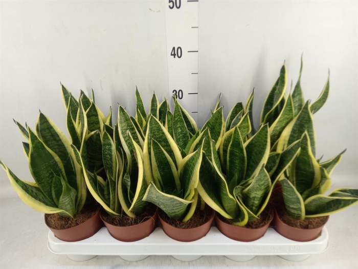 <h4>Sansevieria trifa. 'Futura Superba'</h4>