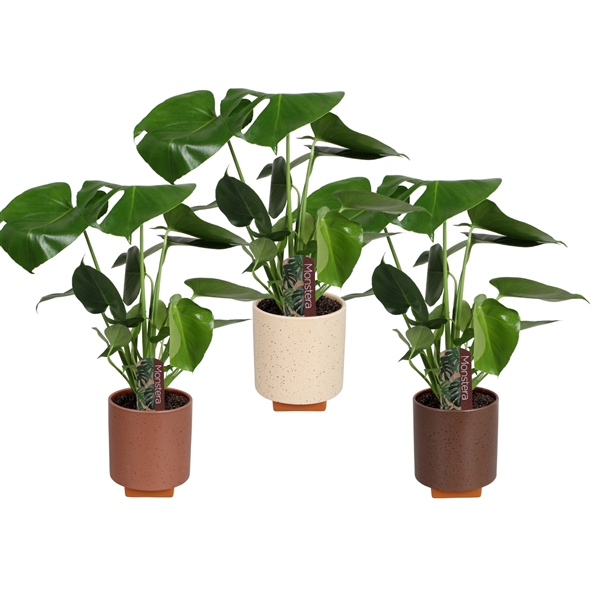 <h4>Monstera deliciosa in Tokio keramiek</h4>