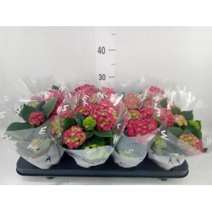 Hydrangea mac. 'Hi Fire'