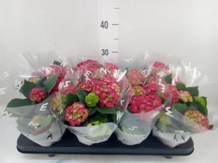 <h4>Hydrangea mac. 'Hi Fire'</h4>