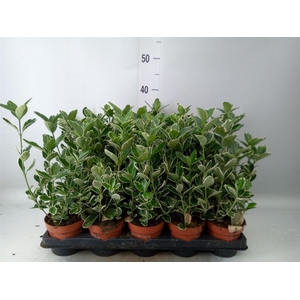 Euonymus fortunei 'Silver Queen'