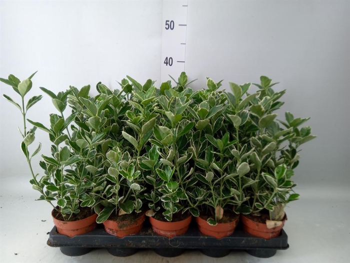 <h4>Euonymus fortunei 'Silver Queen'</h4>
